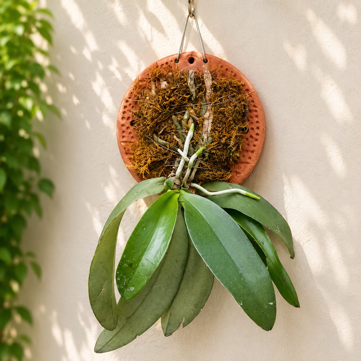 Phalaenopsis Mannii Species Orchid | Premium Terracotta Plate Mounted Orchid