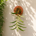 Acampe Rigida Species Orchid | Premium Terracotta Plate Mounted Orchid