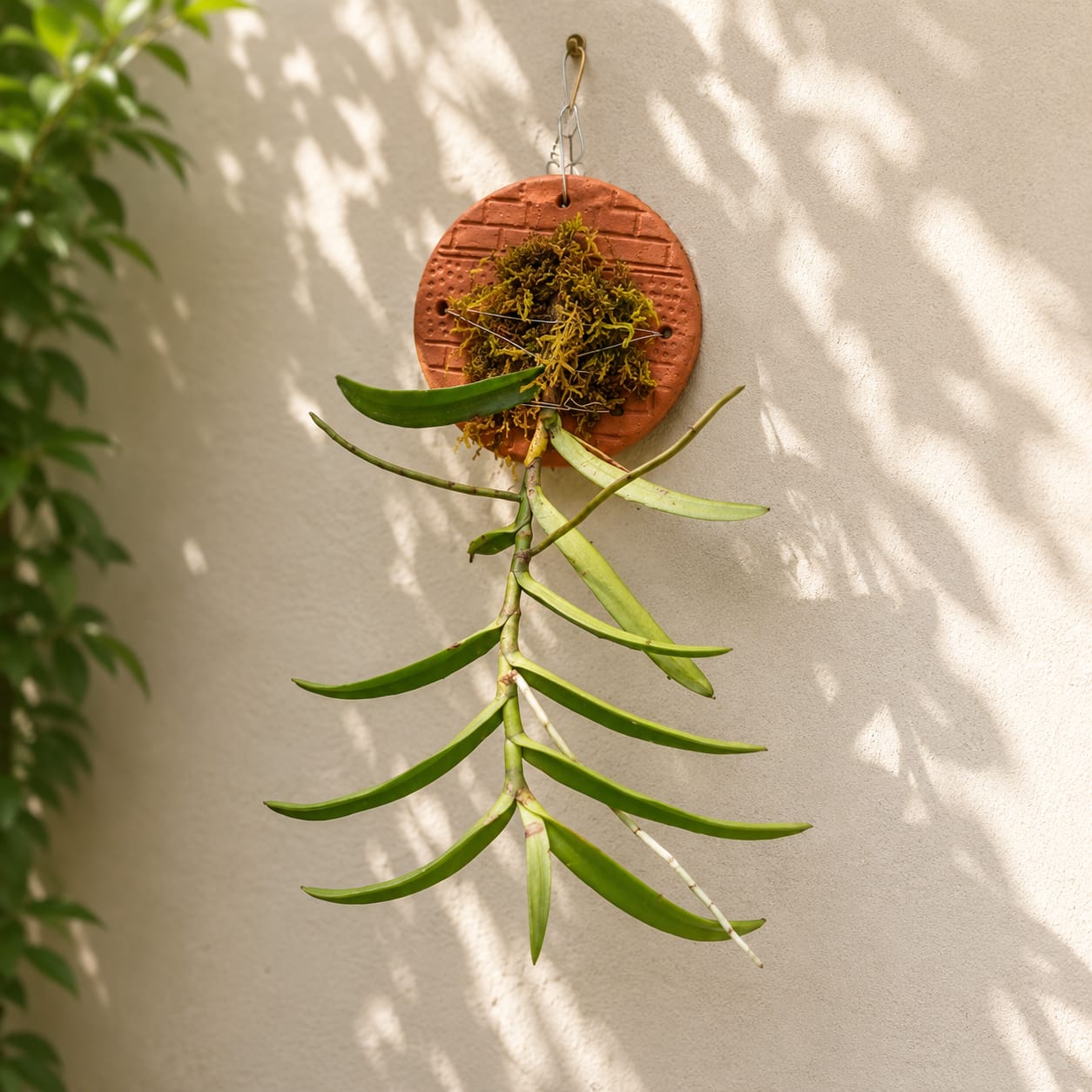 Acampe Rigida Species Orchid | Premium Terracotta Plate Mounted Orchid