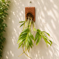 Dendrobium Fimbritum Species Orchid | Premium Terracotta Plate Mounted Orchid