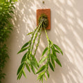 Dendrobium Nobile Species Orchid | Premium Terracotta Plate Mounted Orchid