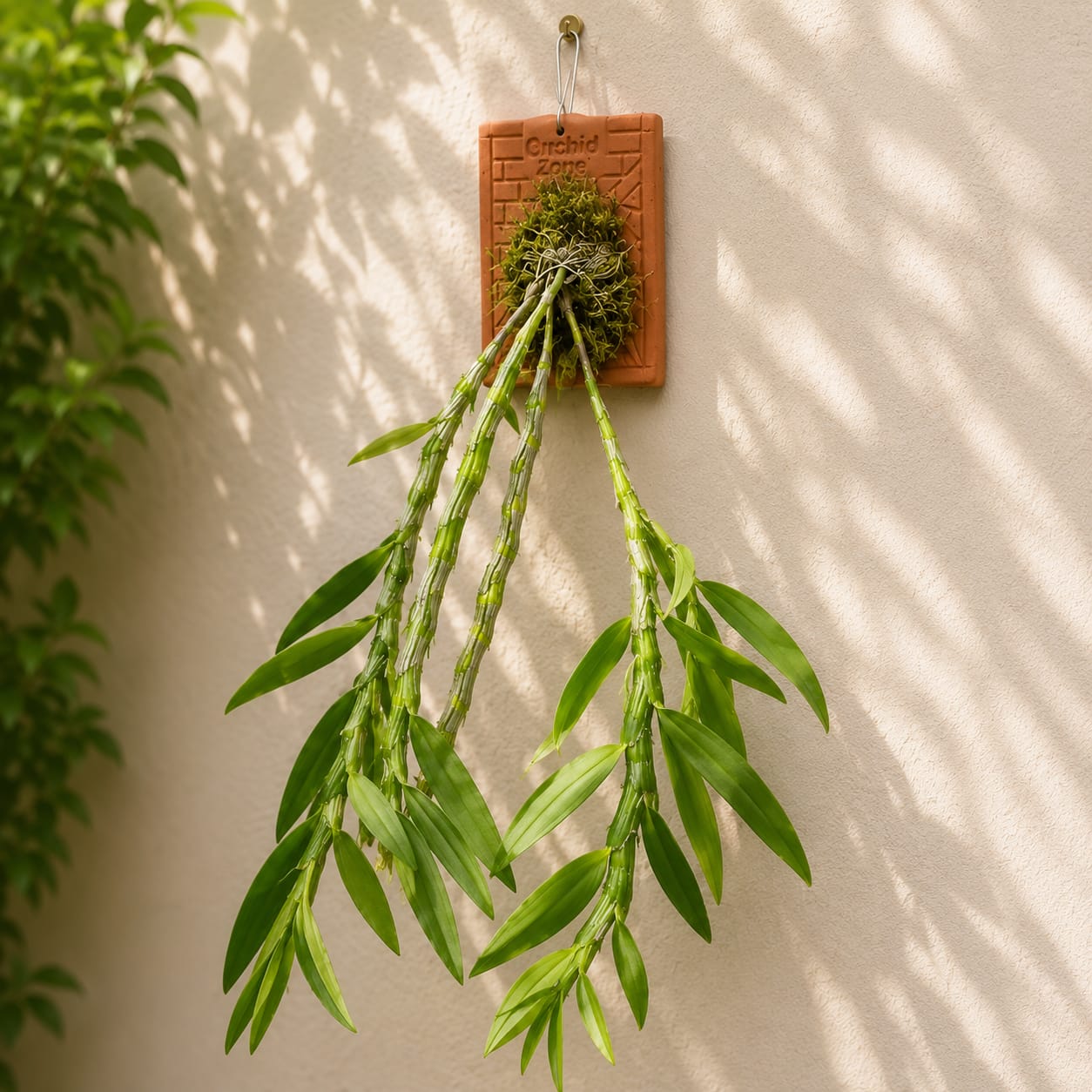 Dendrobium Nobile Species Orchid | Premium Terracotta Plate Mounted Orchid