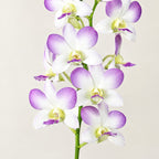 Dendrobium Areedang Blue- With Terracotta Pot