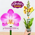 Phalonopsis combo-Pack of 2
