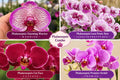 Phalonopsis combo Pack Of -04
