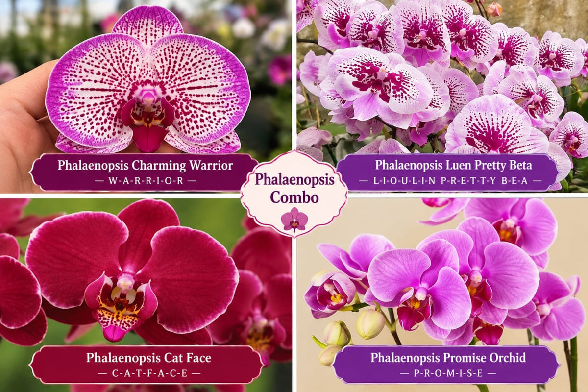 Phalonopsis combo Pack Of -04