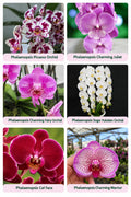 Phalonopsis combo-Pack Of -06