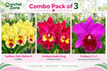 Cattleya Orchid combo -Pack Of -03