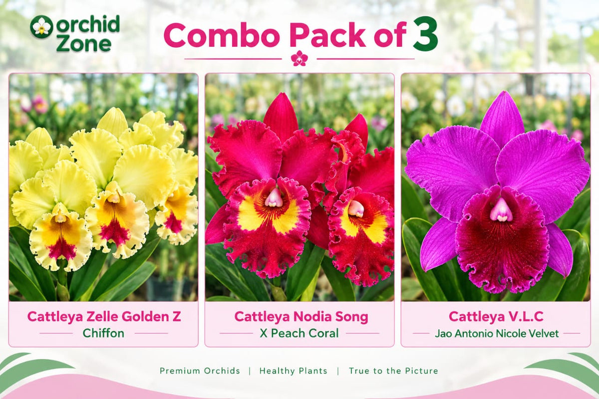 Cattleya Orchid combo -Pack Of -03