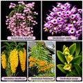 Rare Species Terracotta Plate Mounted Different Type Dendrobiom Orchid combo -Pack Of 05