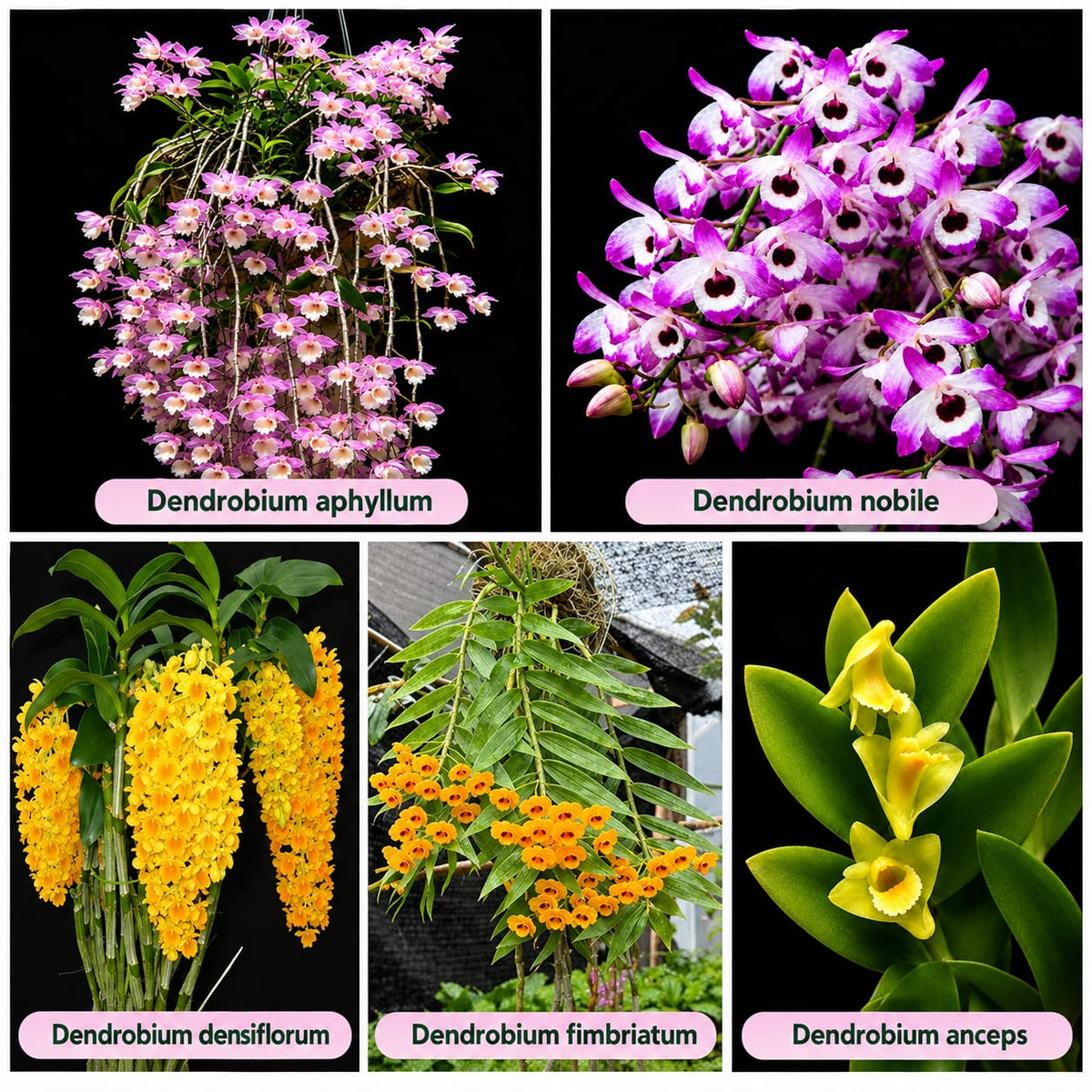 Rare Species Terracotta Plate Mounted Different Type Dendrobiom Orchid combo -Pack Of 05