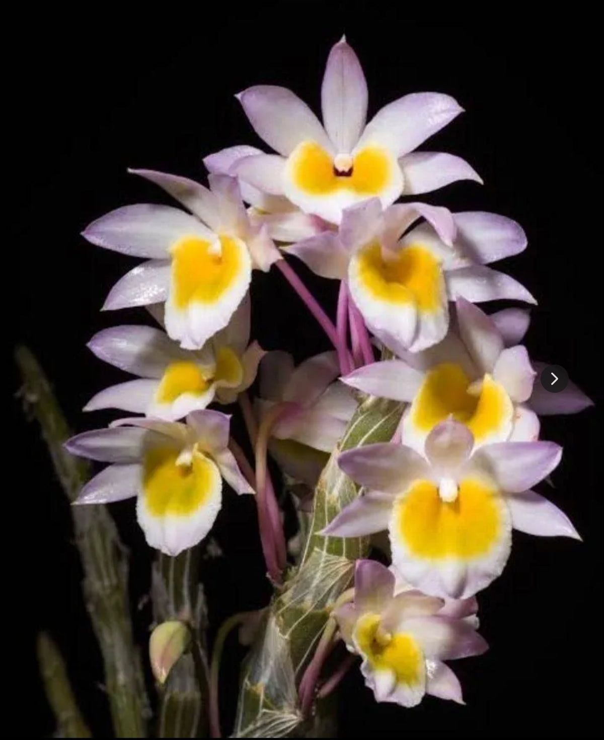 Dendrobiom Cripidatum Orchid plant