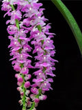 Aerides Multiflora Orchid Plant