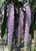 Rhyncostyls Retusa - The Foxtail Orchid Plant
