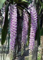 Rhyncostyls Retusa - The Foxtail Orchid Plant