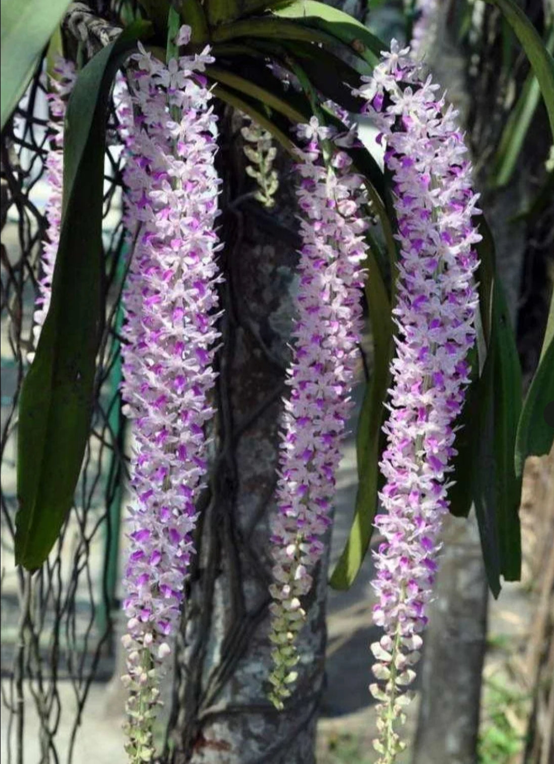 Rhyncostyls Retusa - The Foxtail Orchid Plant