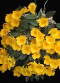 Dendrobiom Jenkinsii Orchid Plant