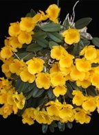 Dendrobiom Jenkinsii Orchid Plant