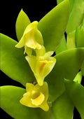 Dendrobiom Anceps Orchid Plant