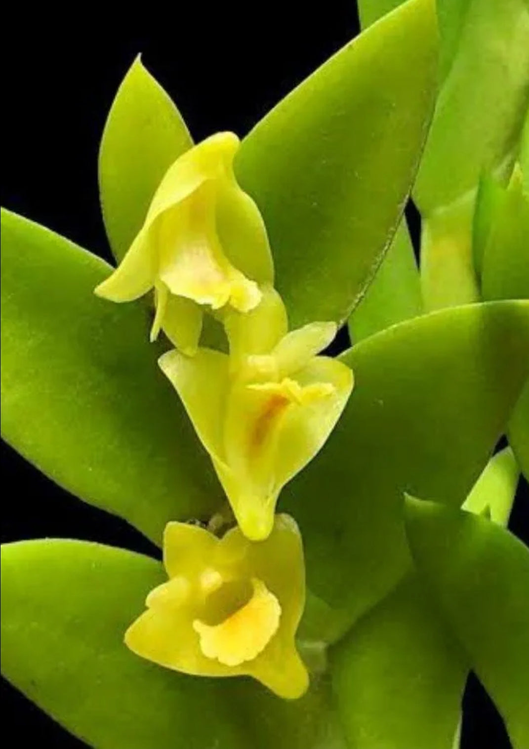Dendrobiom Anceps Orchid Plant