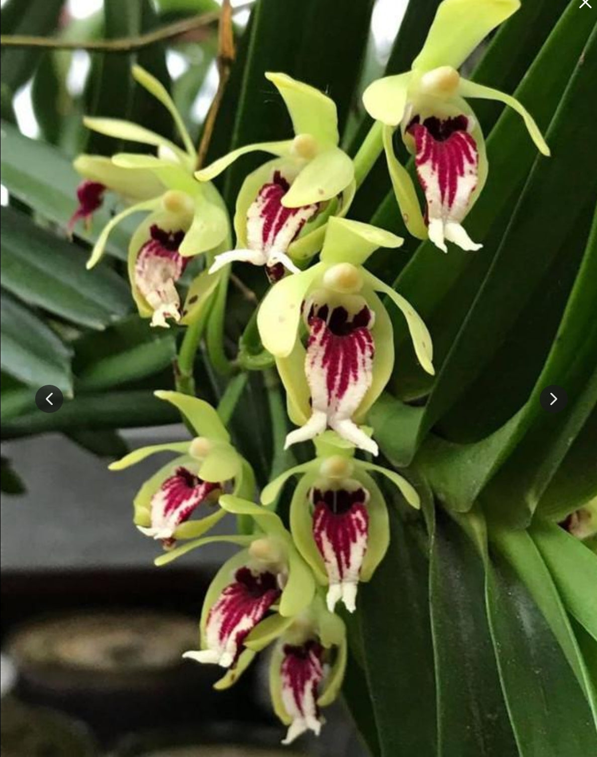 Vanda Cristata Orchid Plant