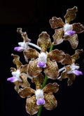 Vanda Tessellata Orchid Plant