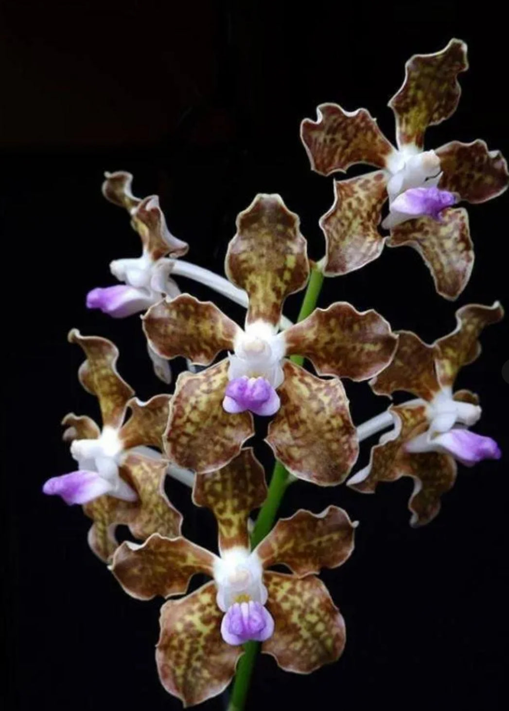 Vanda Tessellata Orchid Plant