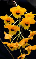 Dendrobiom Fimbritum Orchid Plant