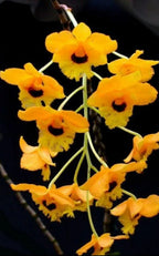 Dendrobiom Fimbritum Orchid Plant