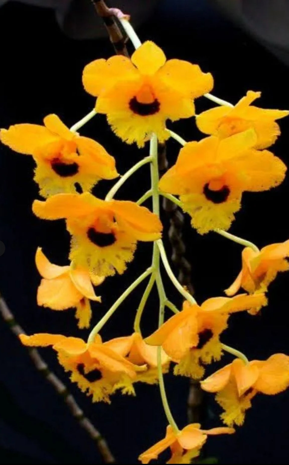 Dendrobiom Fimbritum Orchid Plant