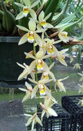 Coelogyne Flaccida Orchid Plant