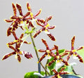 Phelonopsis Mannii Orchid Plant