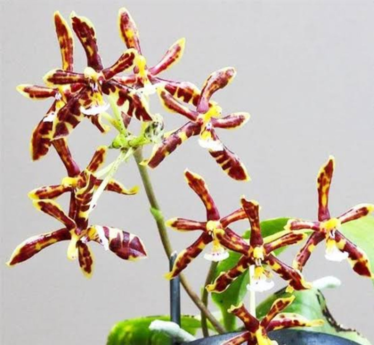 Phelonopsis Mannii Orchid Plant