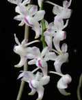 Aerides Odorata Orchid Plant