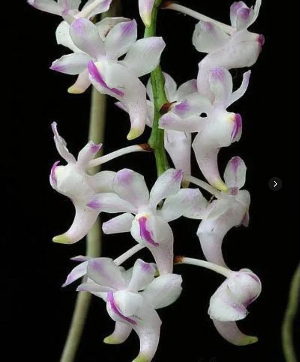 Aerides Odorata Orchid Plant