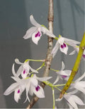 Dendrobiom Transparence Orchid Plant