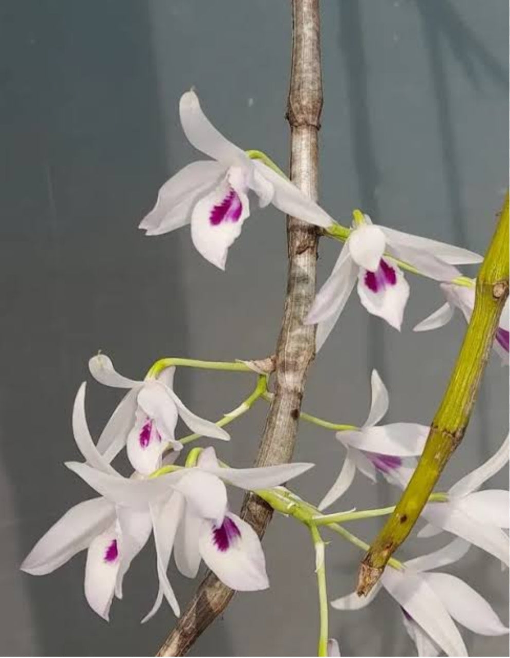 Dendrobiom Transparence Orchid Plant