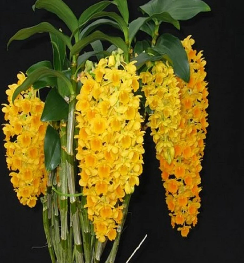 Dendrobium Densiflorum Orchid Plant