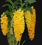Dendrobium Densiflorum Orchid Plant