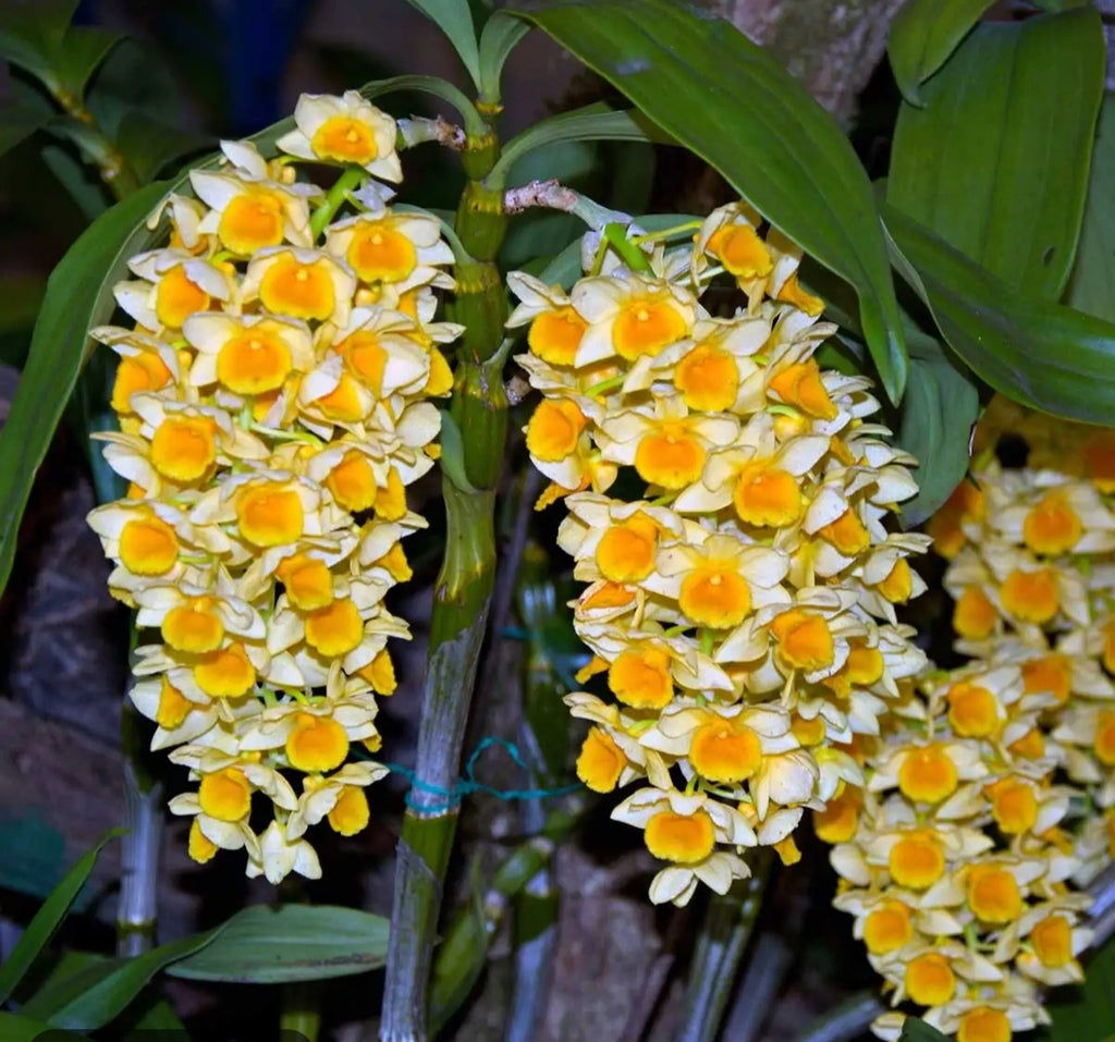 Dendrobium Densiflorum Orchid Plant