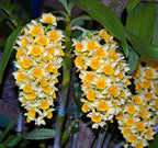 Dendrobium Densiflorum Orchid Plant
