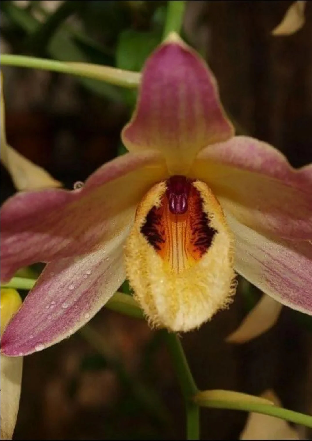 Dendrobiom Moschatum Orchid Plant