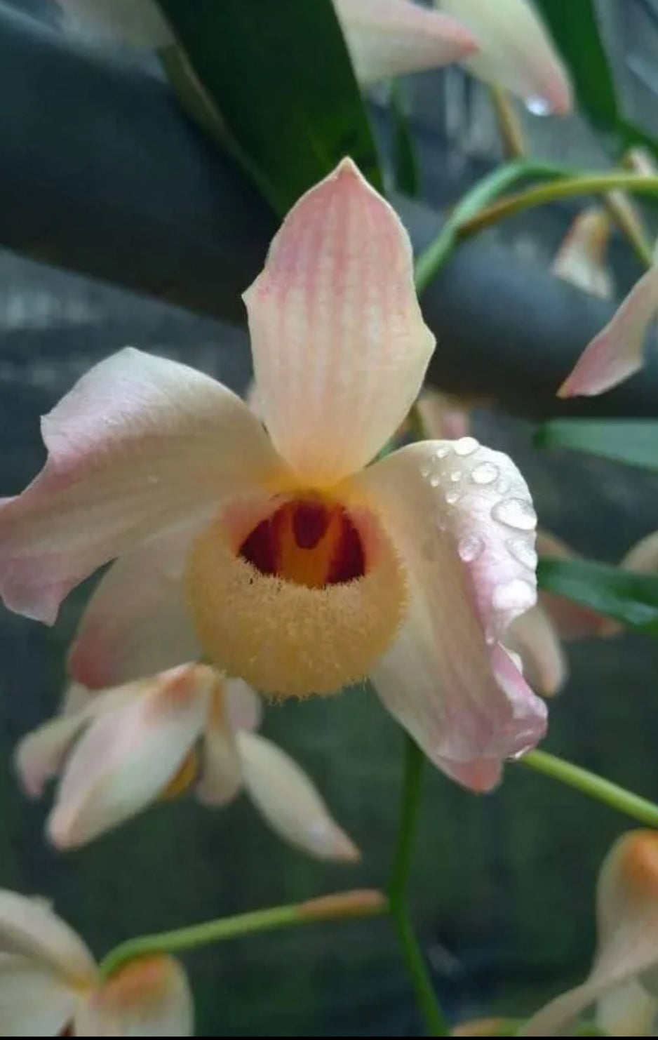 Dendrobiom Moschatum Orchid Plant