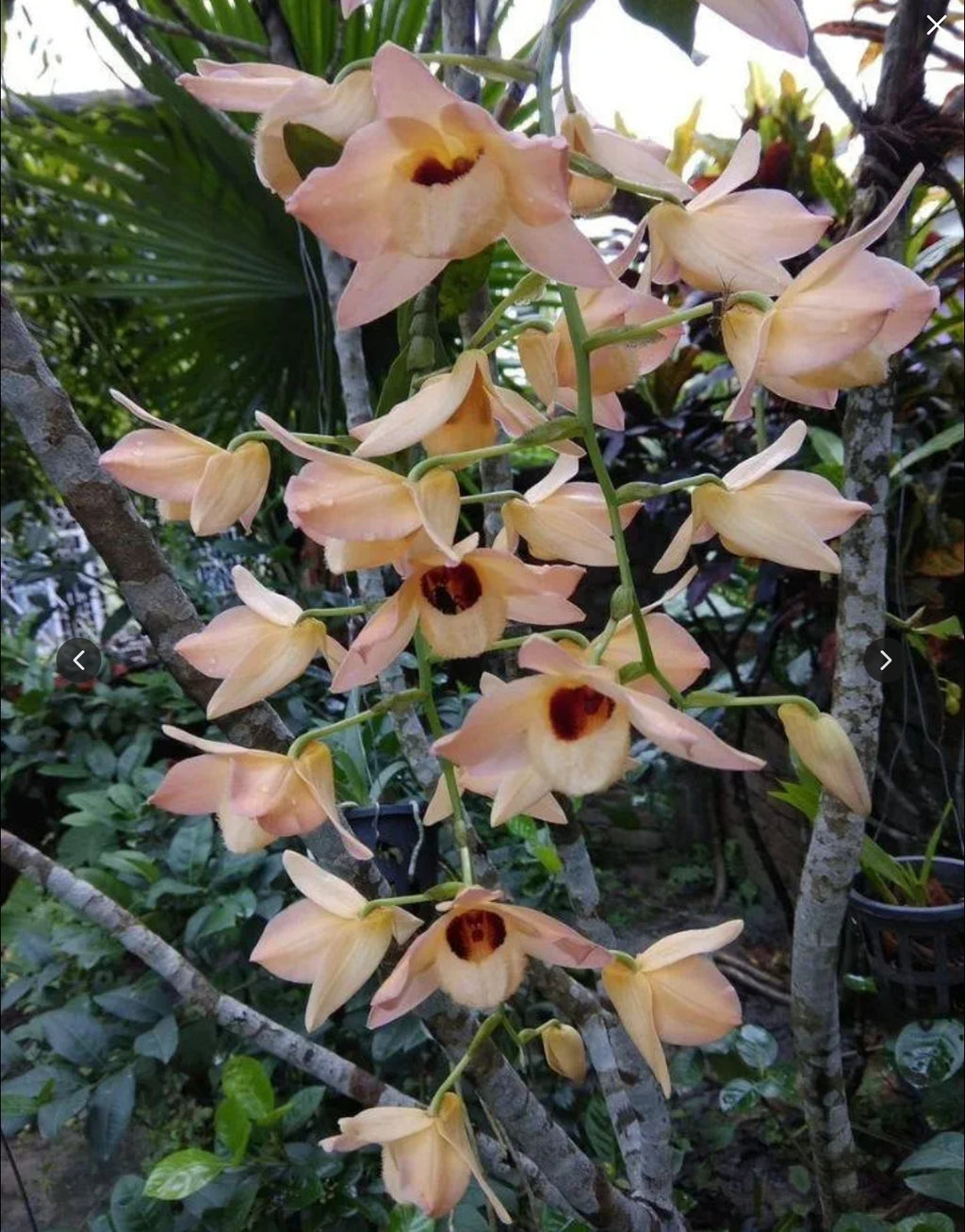 Dendrobiom Moschatum Orchid Plant