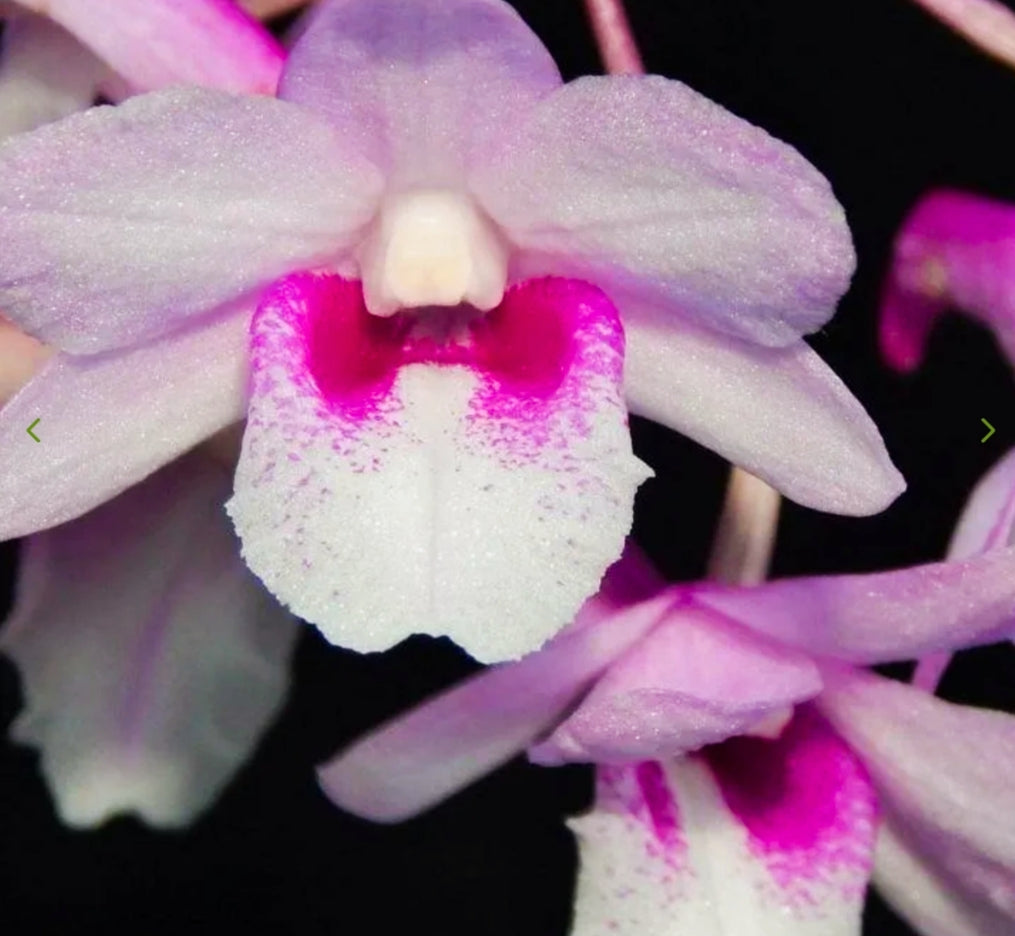 Dendrobiom Cumulatum Orchid Plant