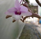 Dendrobiom Cumulatum Orchid Plant