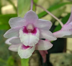 Dendrobiom Cumulatum Orchid Plant