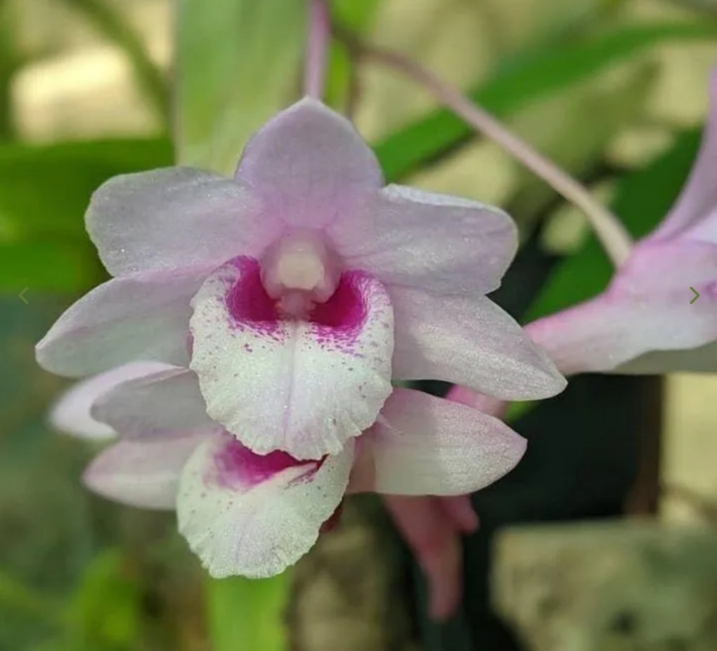 Dendrobiom Cumulatum Orchid Plant