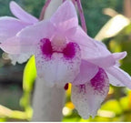 Dendrobiom Cumulatum Orchid Plant