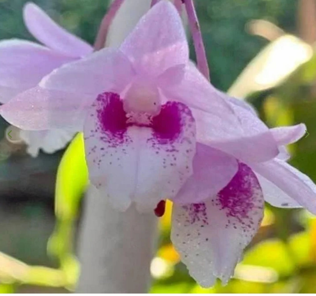 Dendrobiom Cumulatum Orchid Plant